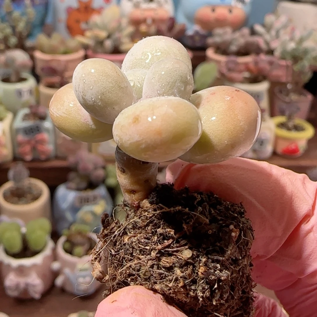 G***O小蛋黄奶 带土球 盆口2.5cm