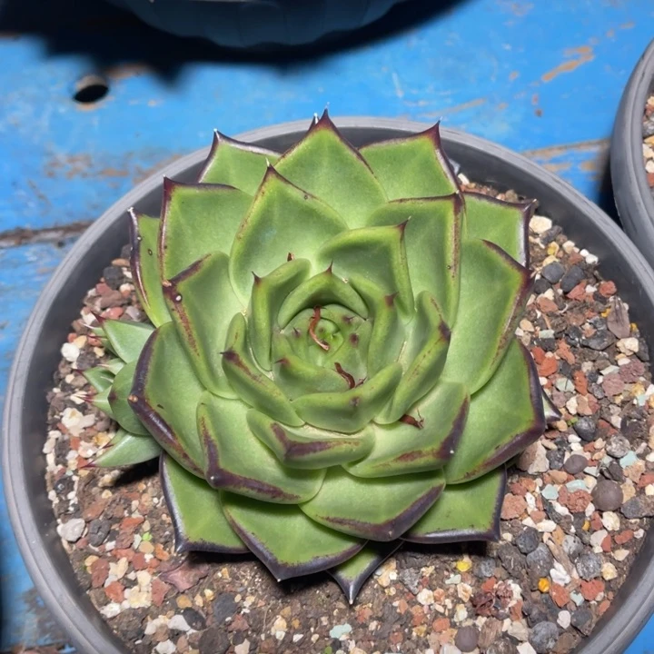 黑色牦牛多肉植物