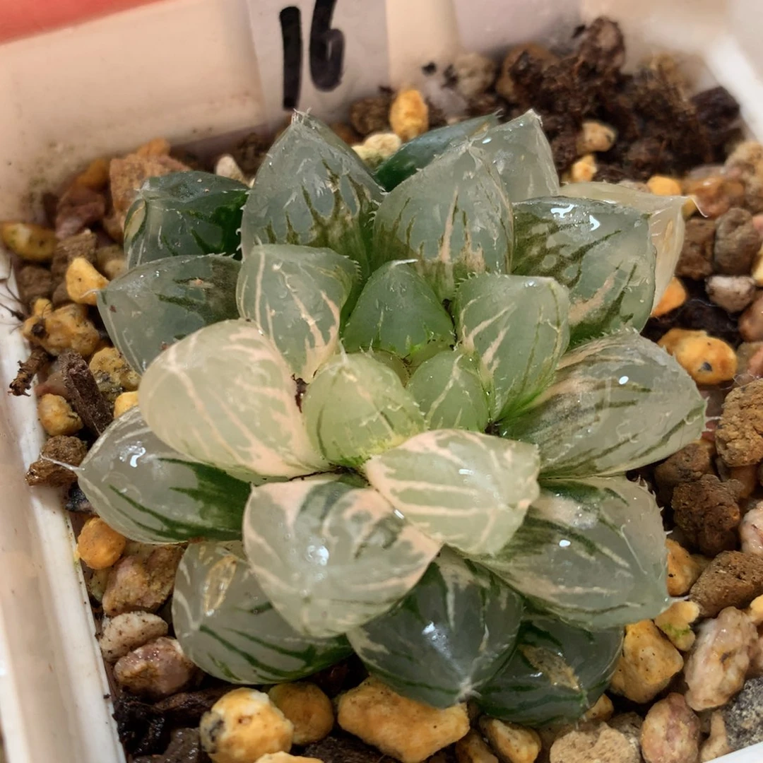 16号龙爪玉露锦带盆土