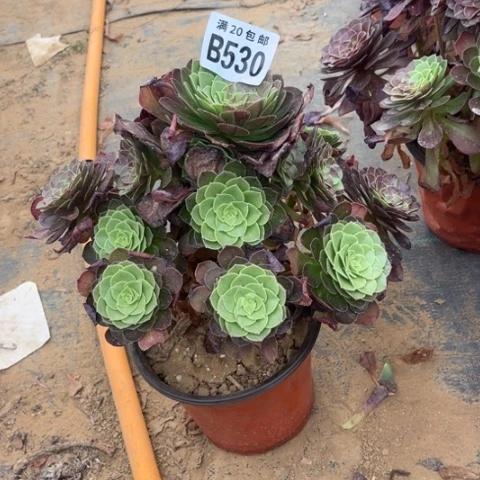 530花月夜不包断枝