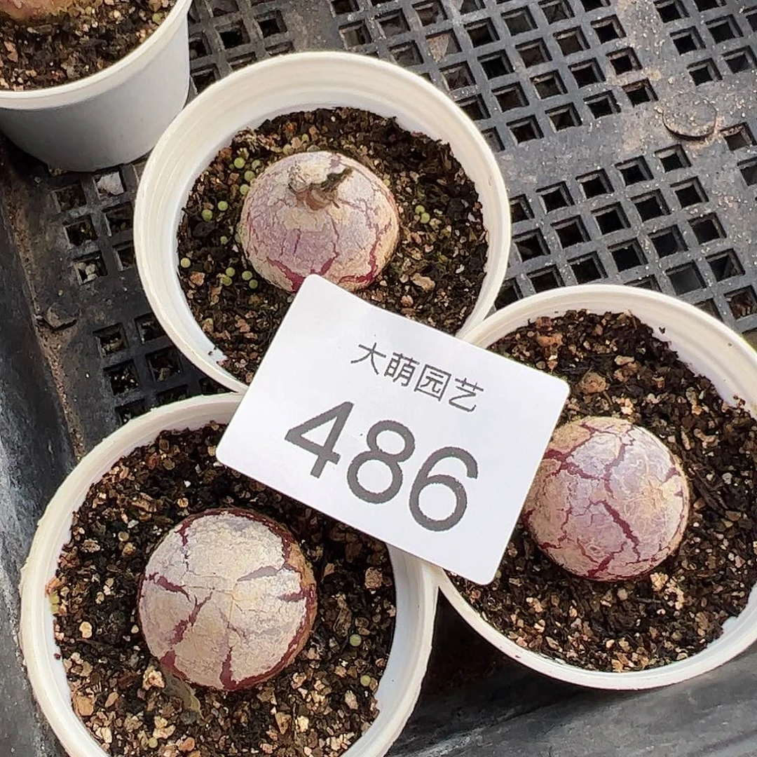 一物一拍3颗灯泡带盆土发。  486