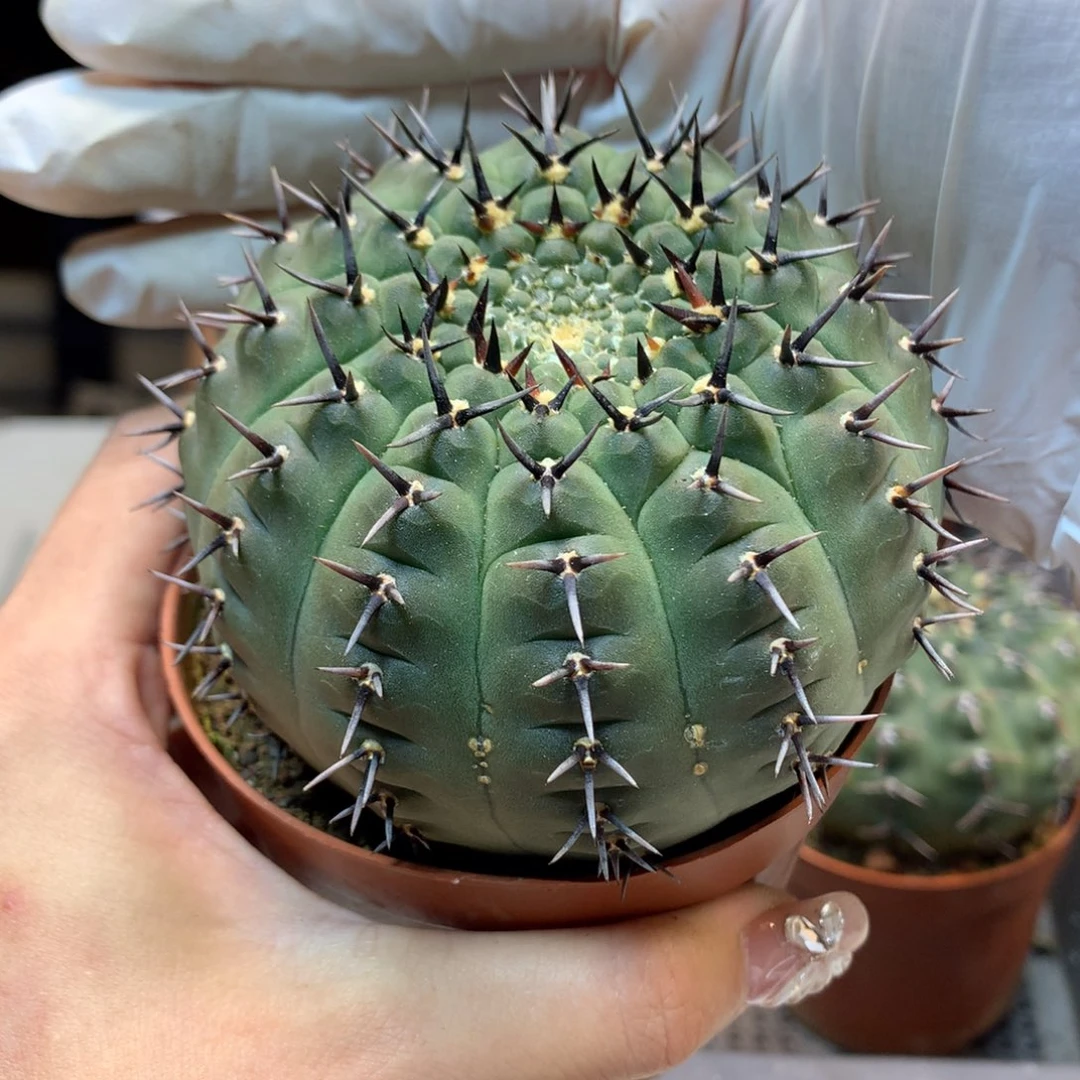 实生  豪刺 黑刺凤头 球体7.5公分起发