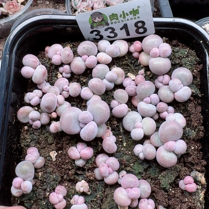 多肉植物多肉植物