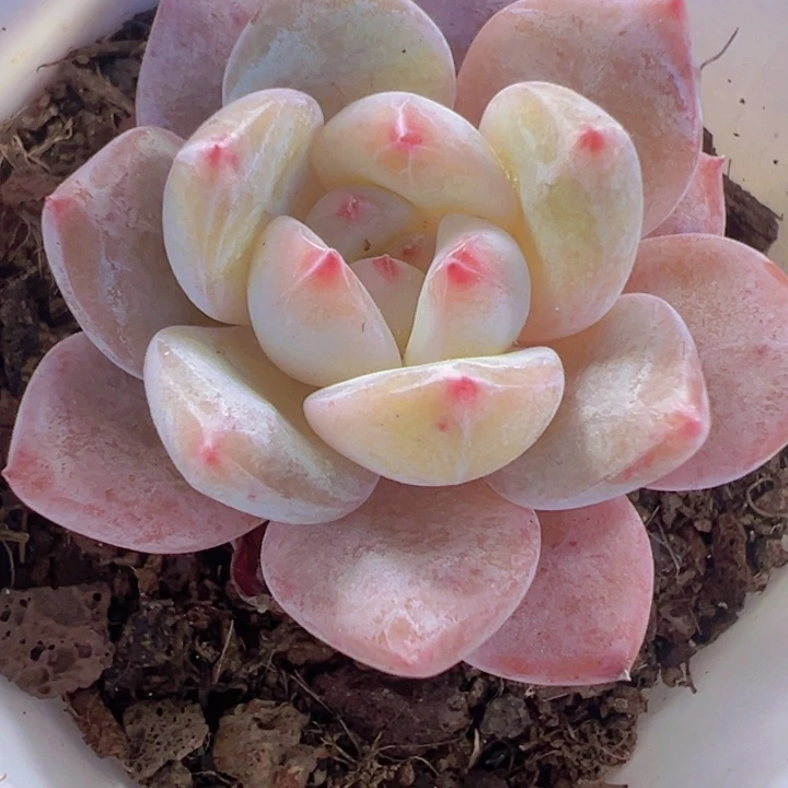 冰魄精品多肉植物