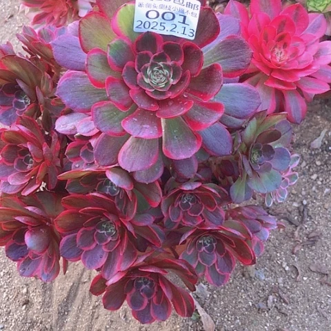 寒*2.13-1粉花妖多肉植物不包损