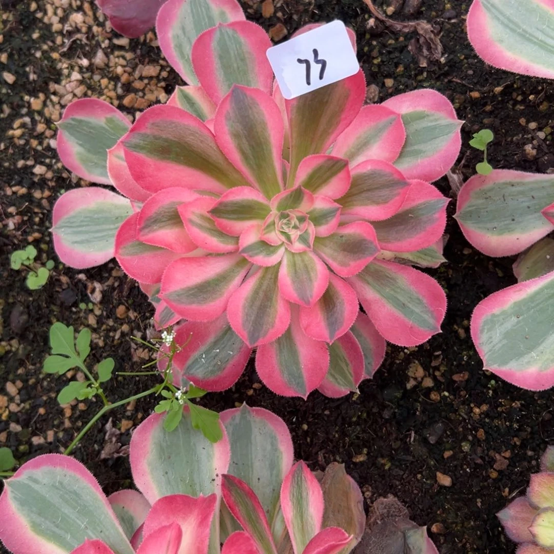 依*73花样年华砍头一个