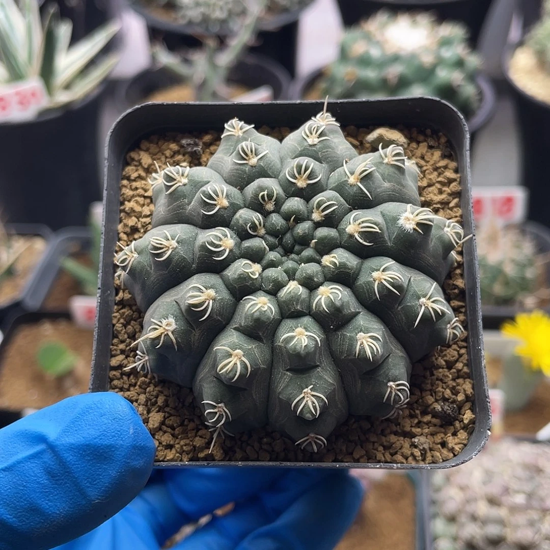 实生超白刺瑞昌玉仙人球