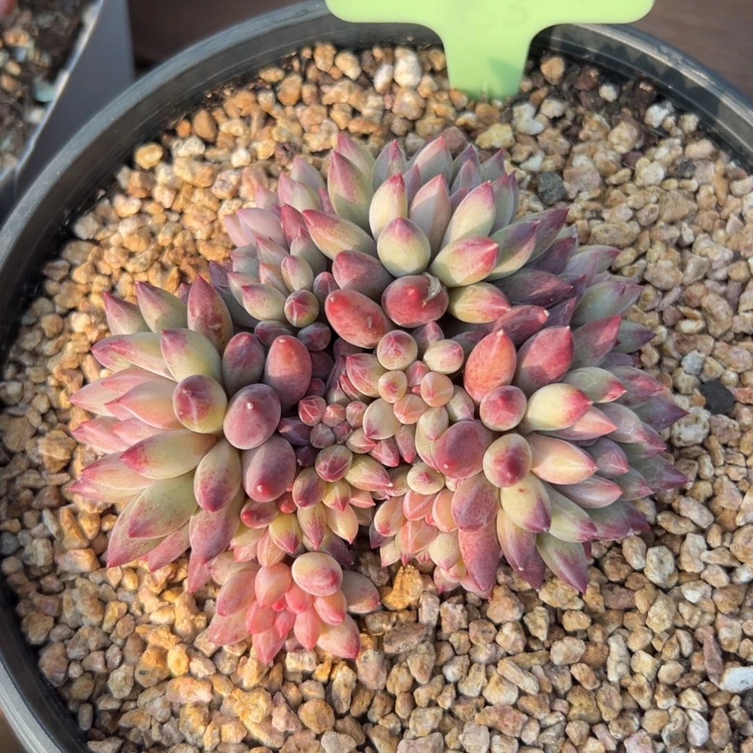 虞美人1111111111111111