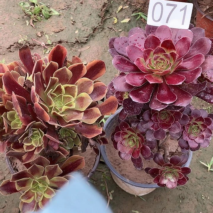 无花朵071两颗多肉植物