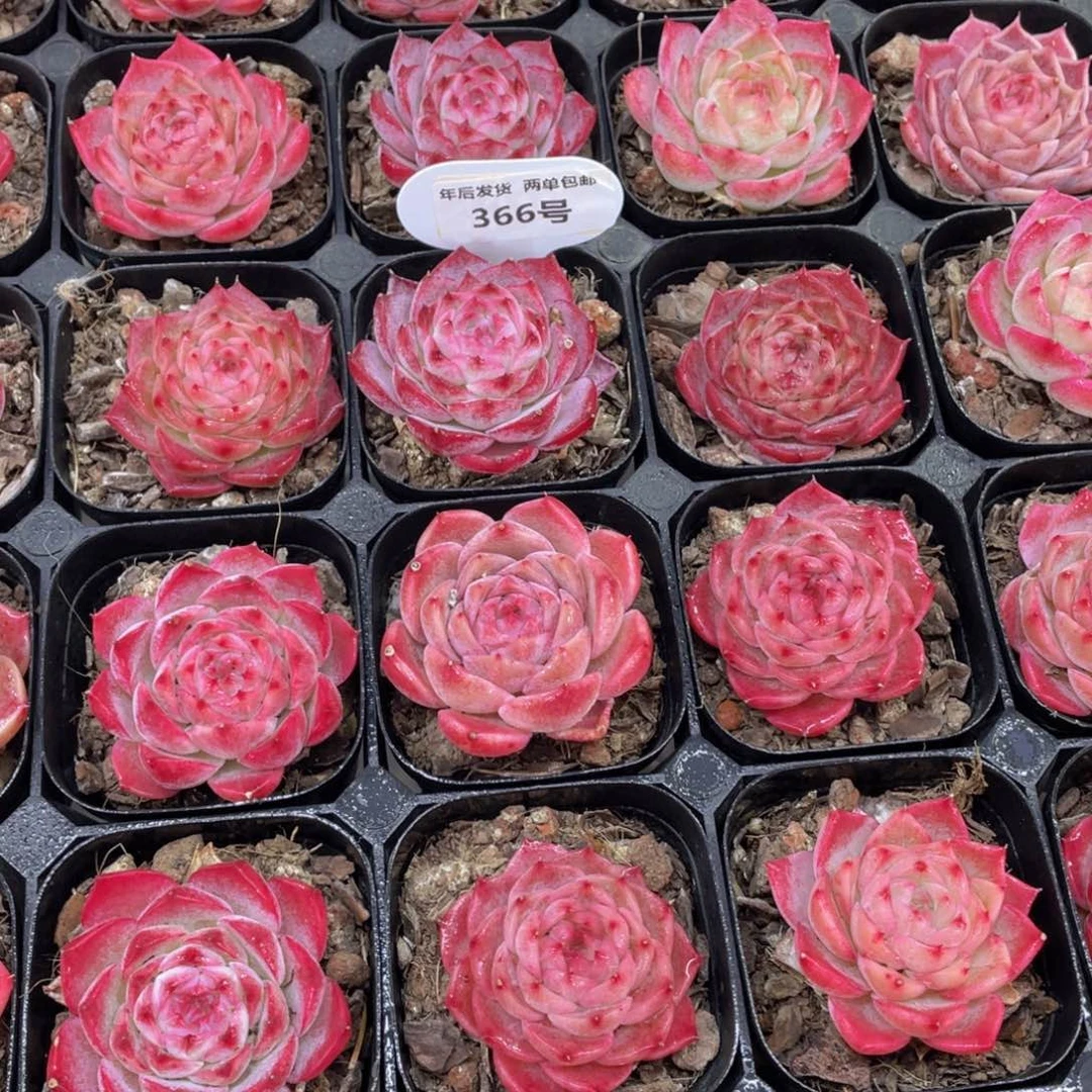 366号全状态妖姬单头一个