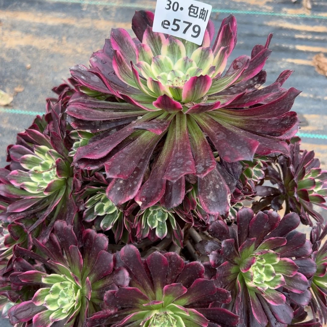 579紫嫣多肉法师