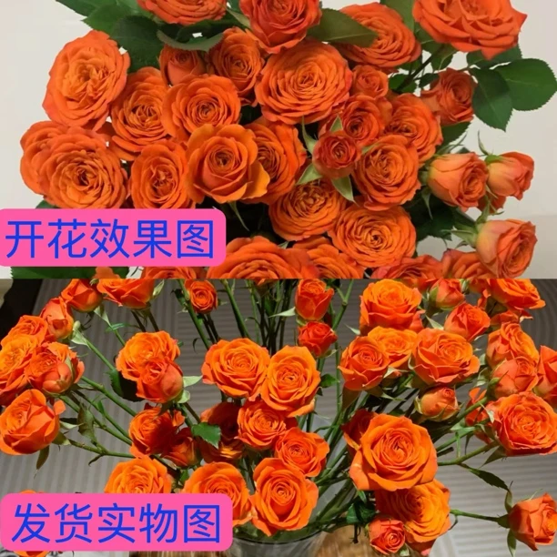 次日达 多头玫瑰橙色芭比5支18-24朵花鲜花同城配送家居鲜花