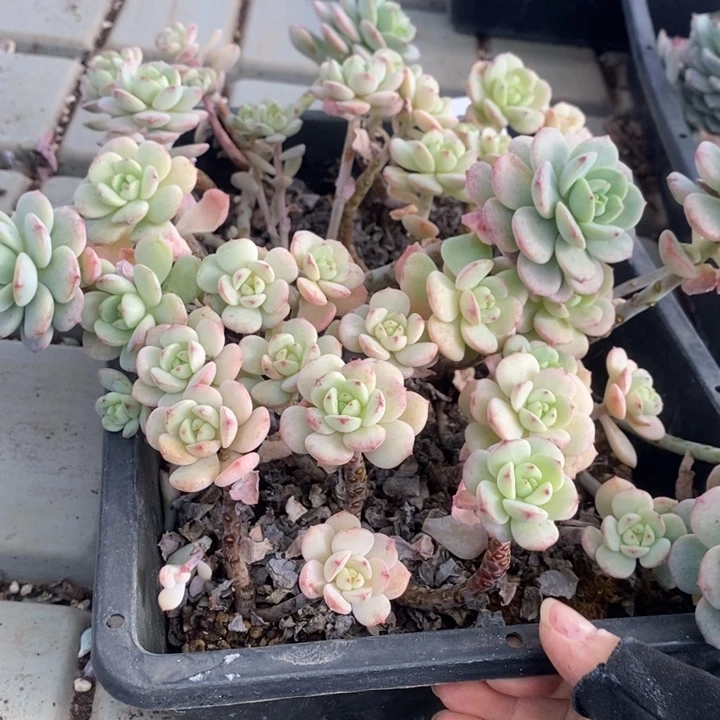 303 多肉植物盆栽花卉