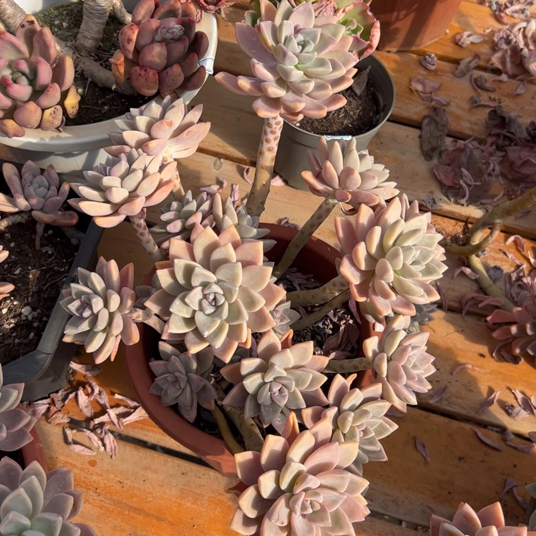 多肉淡雪【非偏远地区满18包邮】