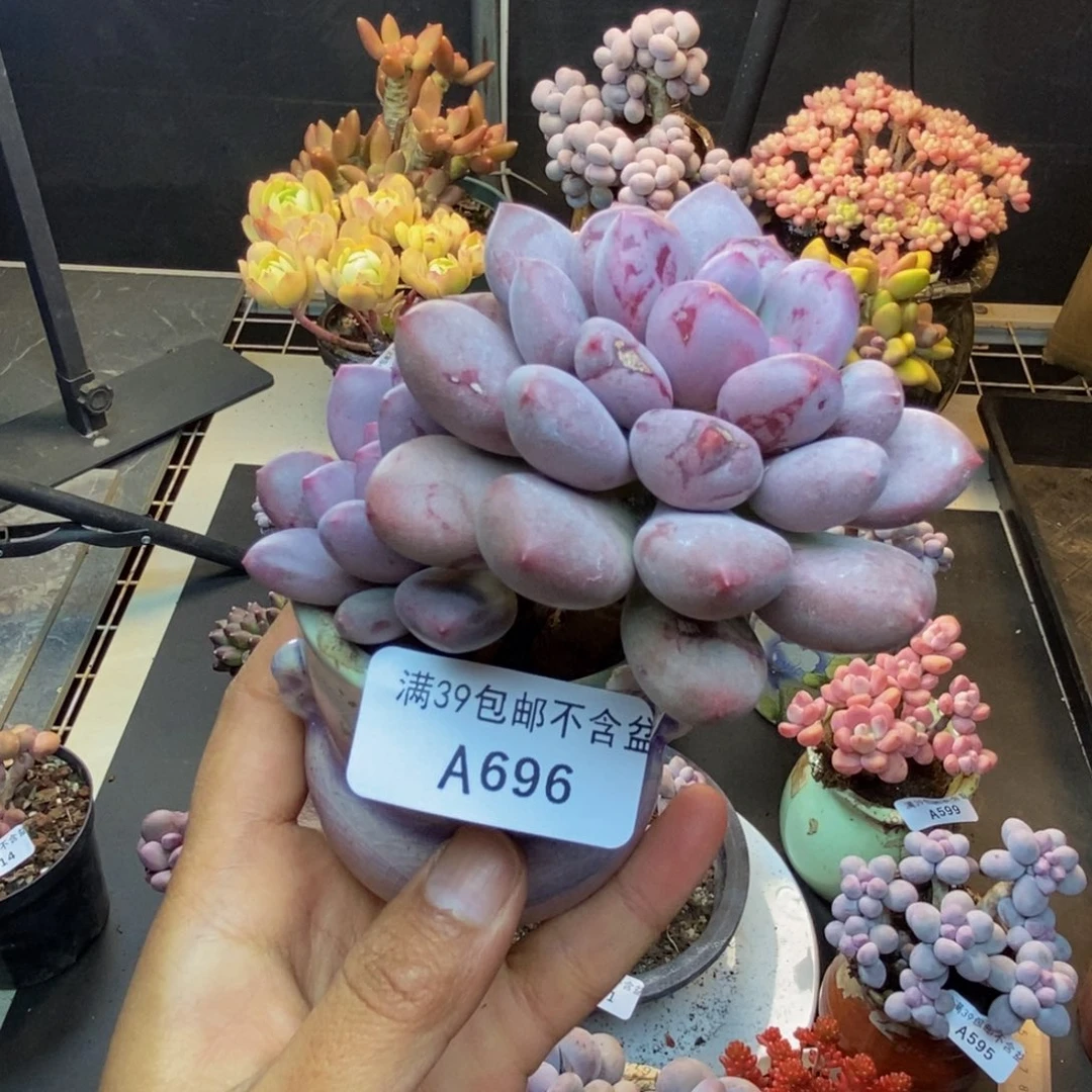 696仙子奶多肉7c m