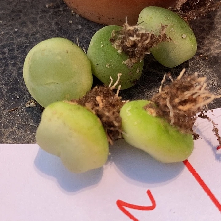 1123大拉登有瑕渍一颗。