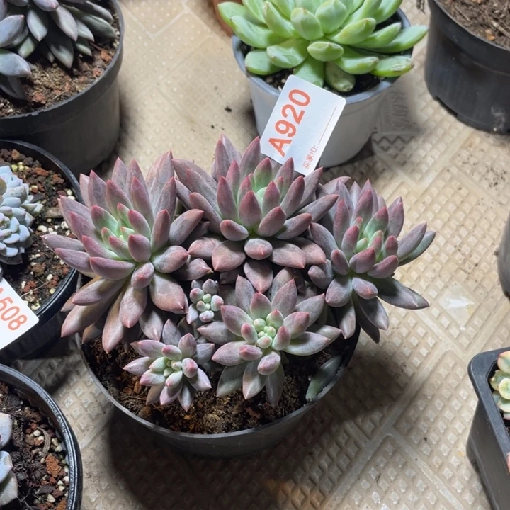920 满20包邮脱土发货