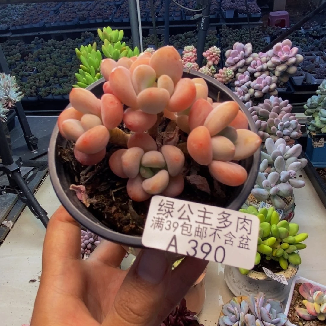 390橘子香水多肉7cm