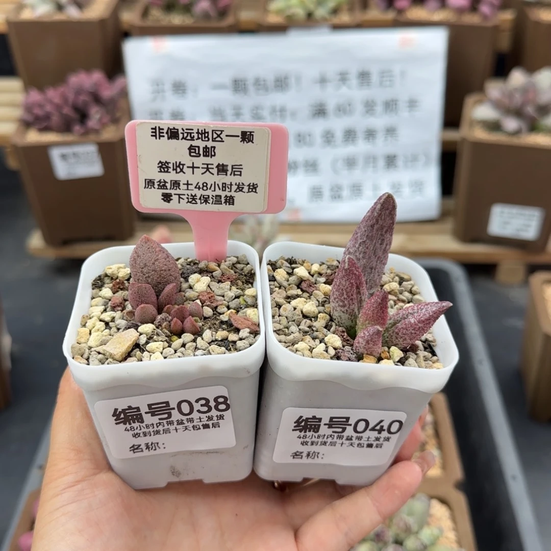 J****姜038实生2颗多肉植物