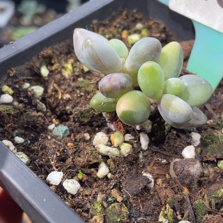红手指锦264号的啊啊多肉啊啊