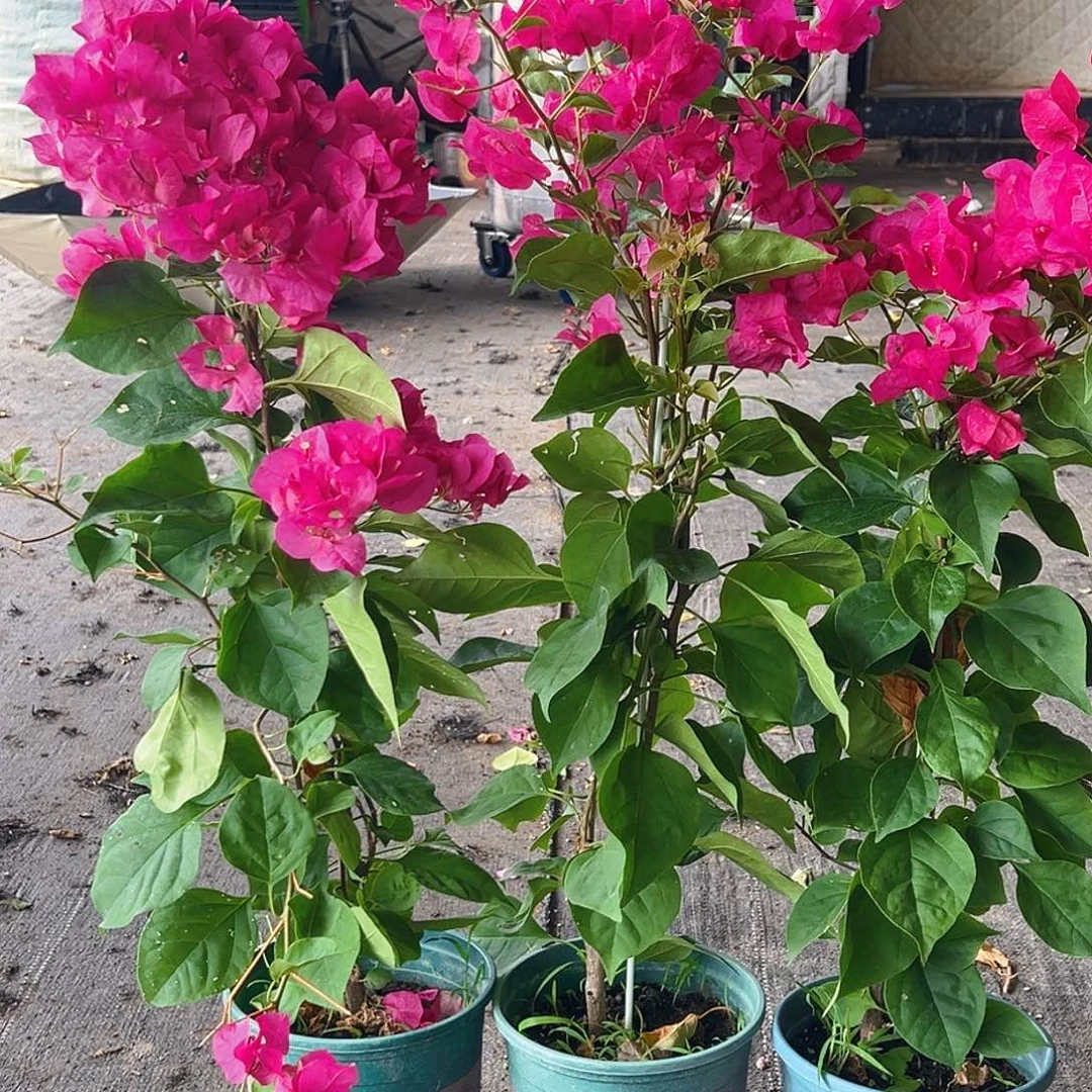 当前无花栽培后可以开花黑玫瑰带竹一颗