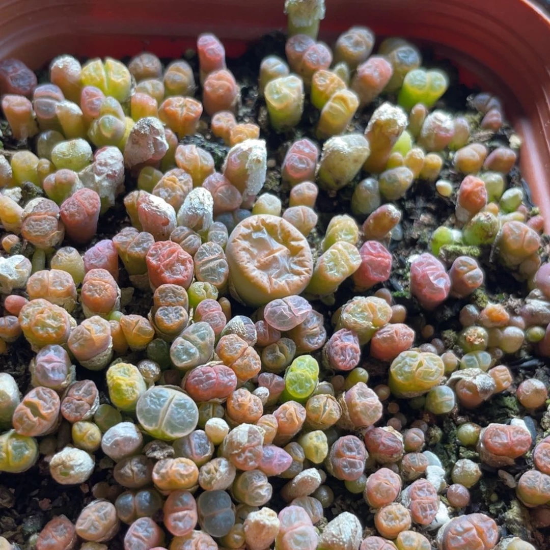 大盆特价一物一拍～57