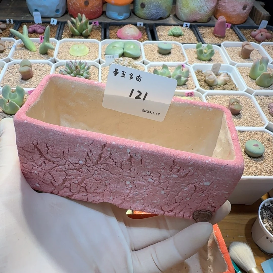 用****8多肉多肉多肉1.17-121