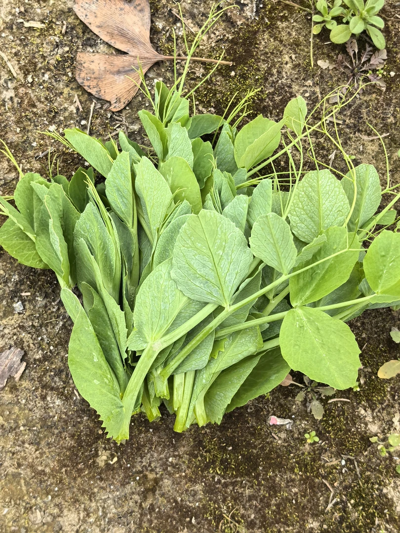 石龙村的豌豆苗～