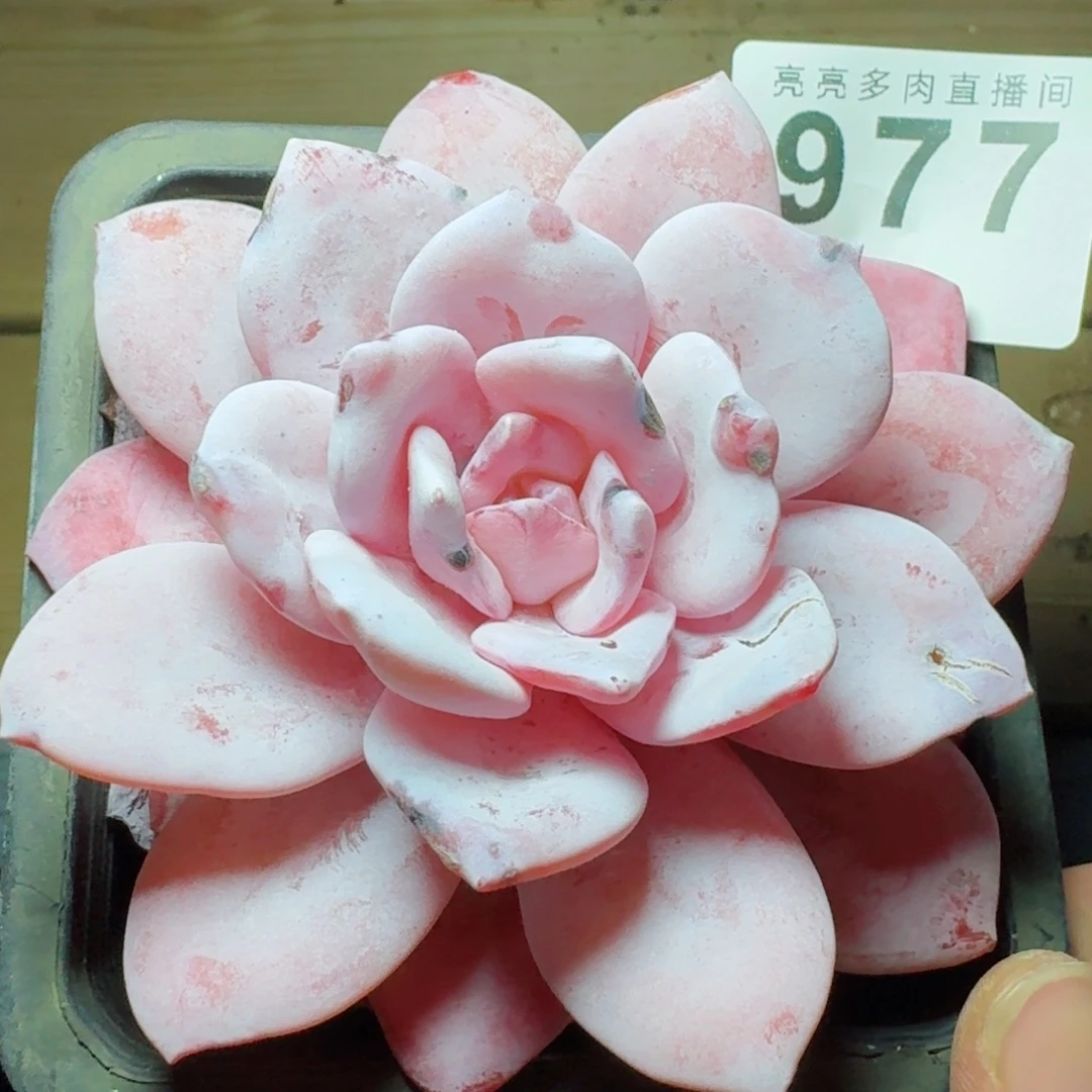 粉雪莲      愿你一路坦途，乘风破浪展宏图