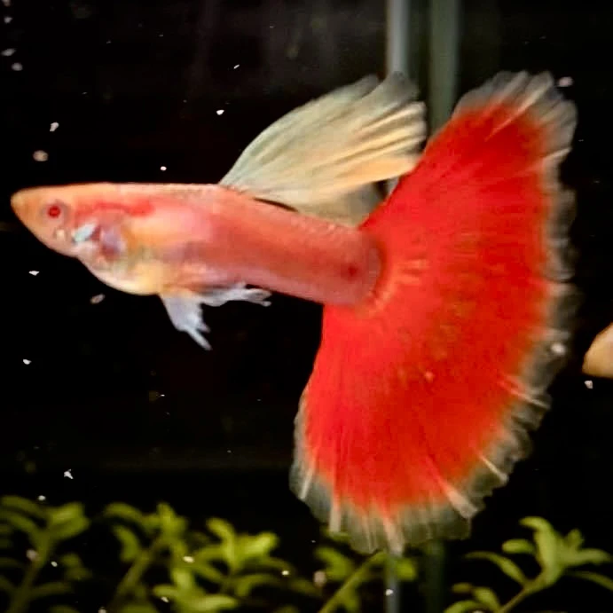 孔雀鱼直播间专用链接（拍前联系主播并备注）