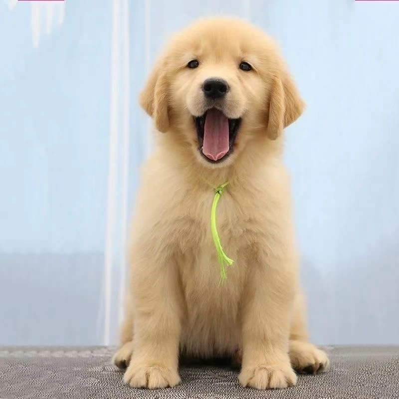 C金毛活体金毛枫叶红金毛沙滩金巡回狩猎犬狗狗活物便宜小狗包邮