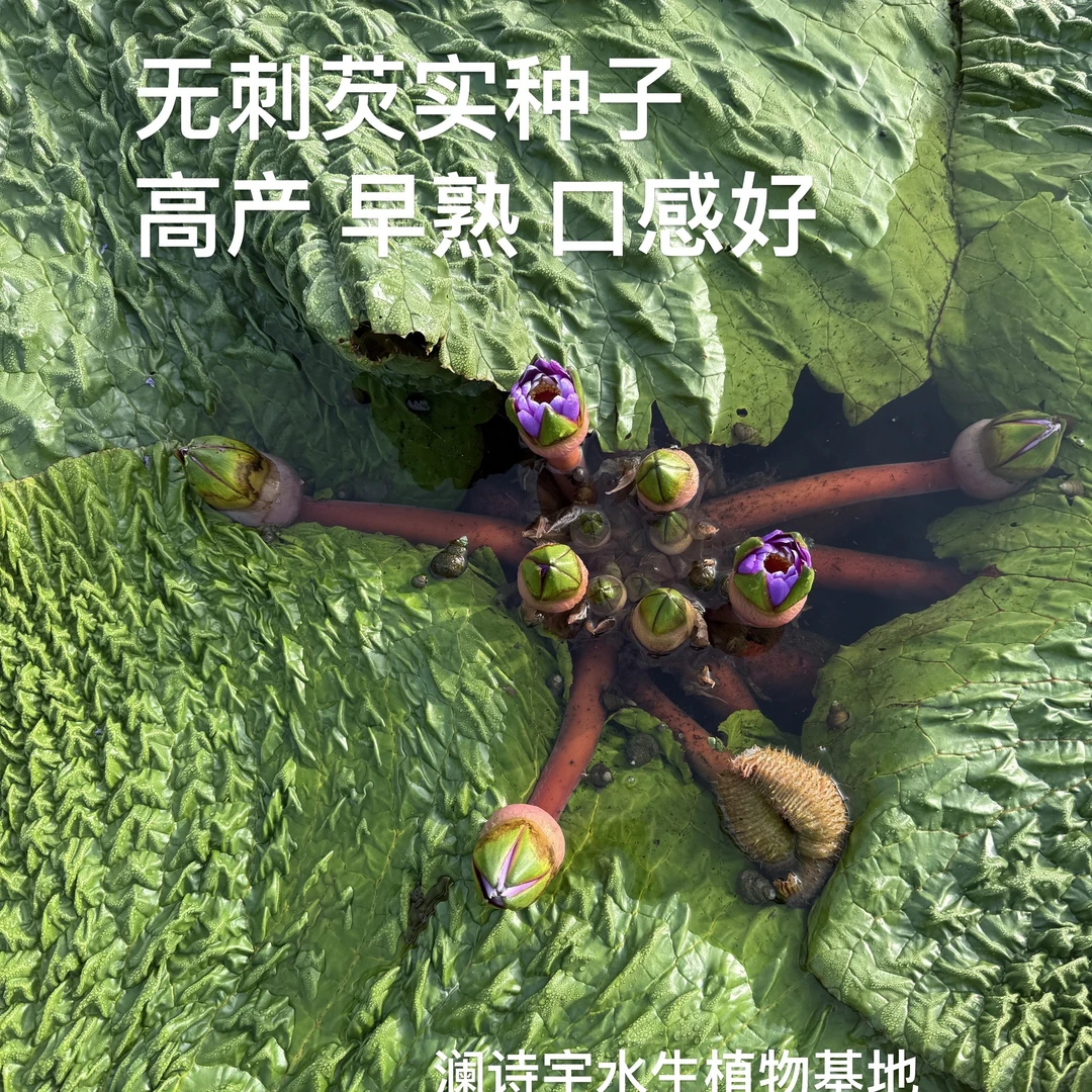 高产芡实种籽鸡头米鸡头果种子苏芡欠实苗茨实鸡头莲梗杂交大颗粒