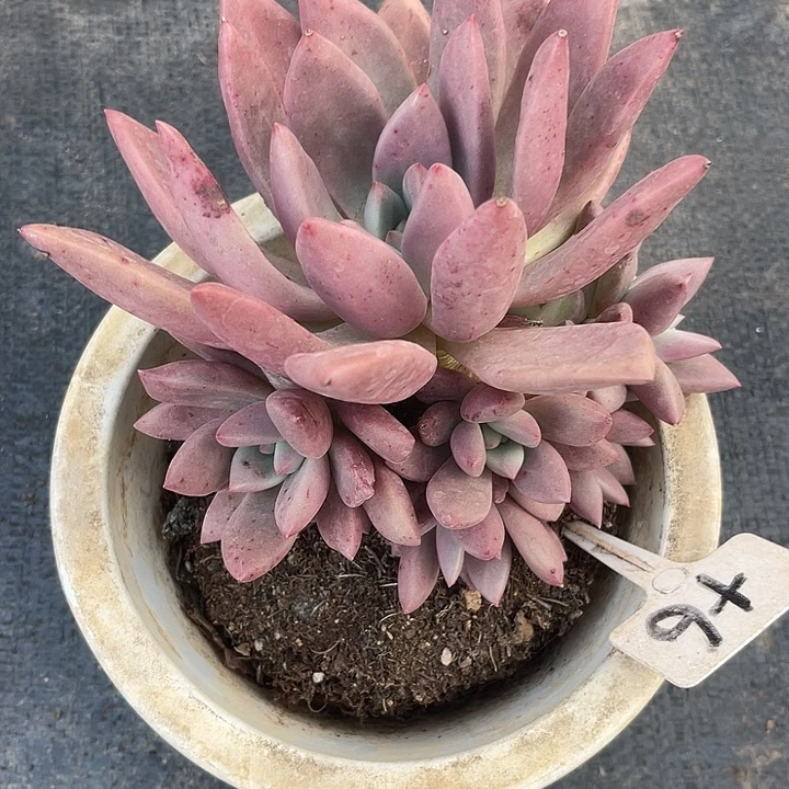6桃花源晨语多肉，一物一拍