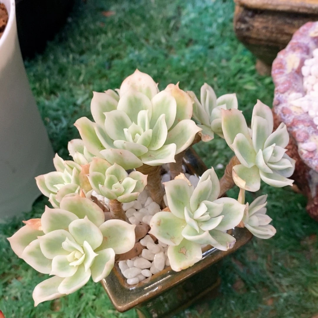 柠檬玫瑰锦多肉植物盆栽