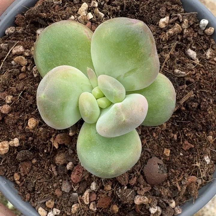 奶龙 单头 一物一拍