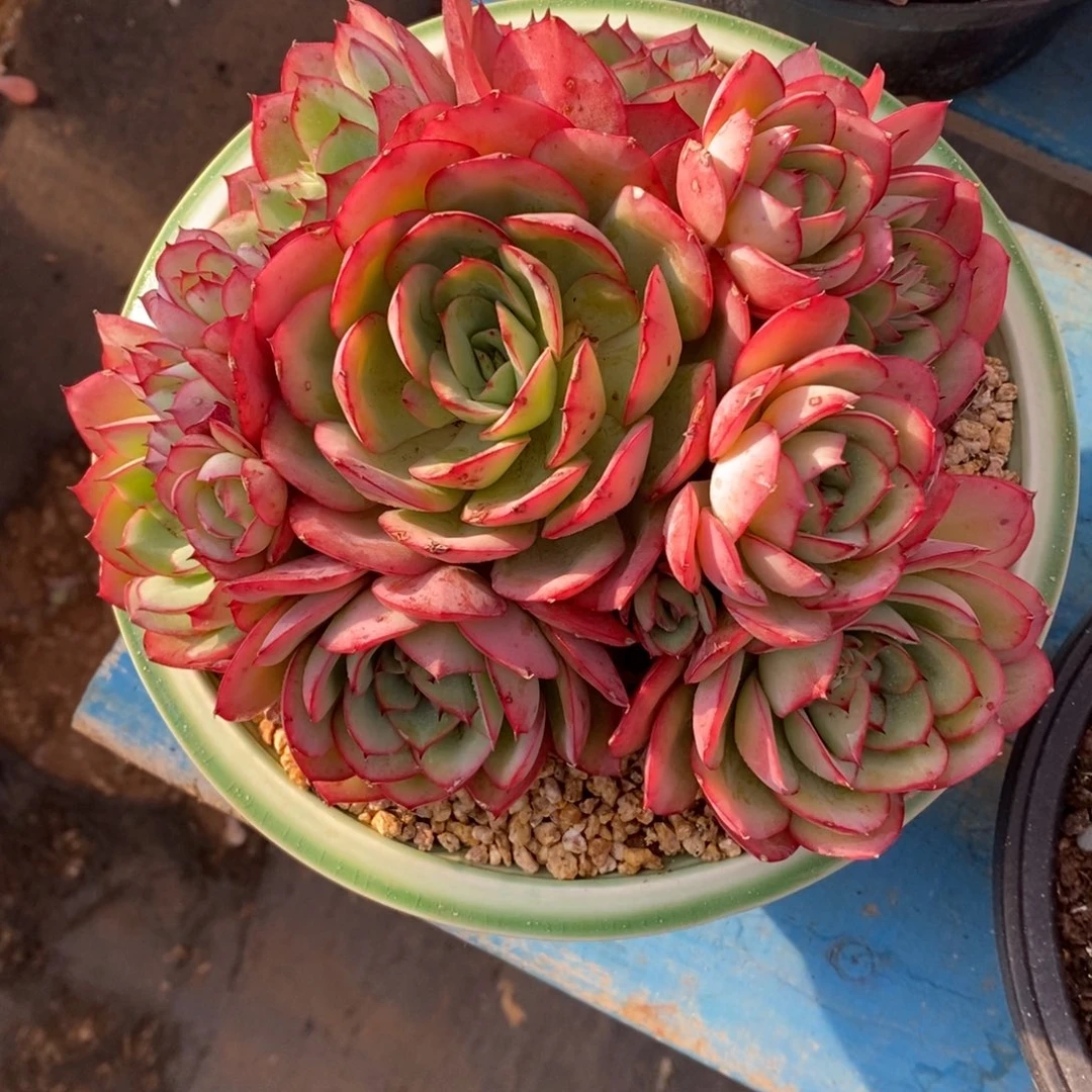 寄养多肉植物一物一拍