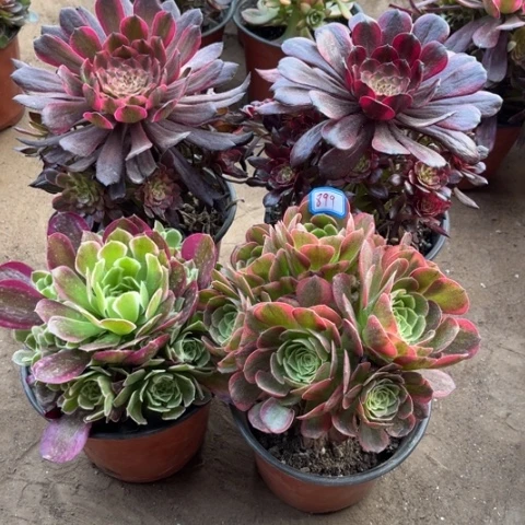 899多肉植物组合