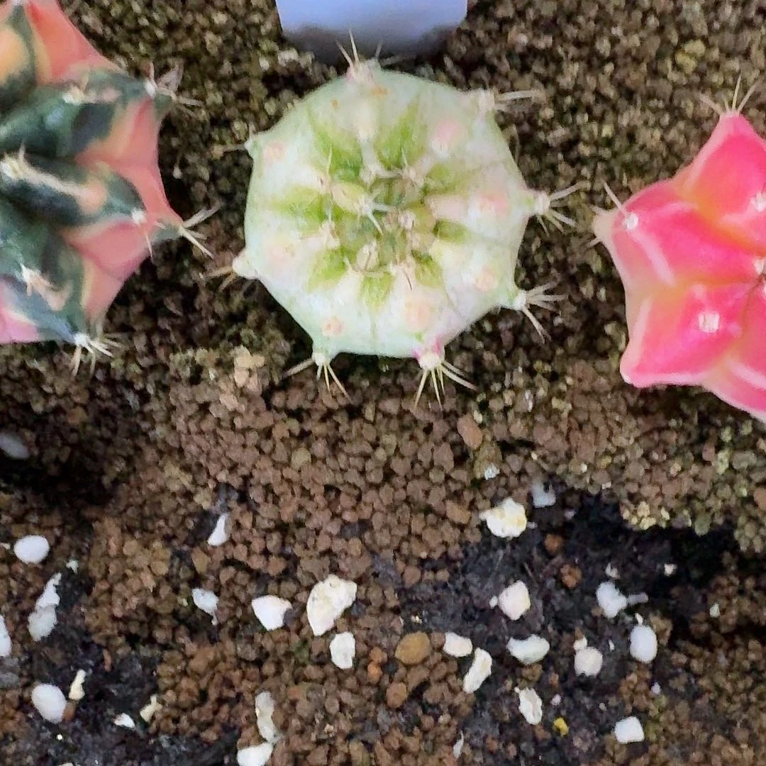 L120-1130广东发货