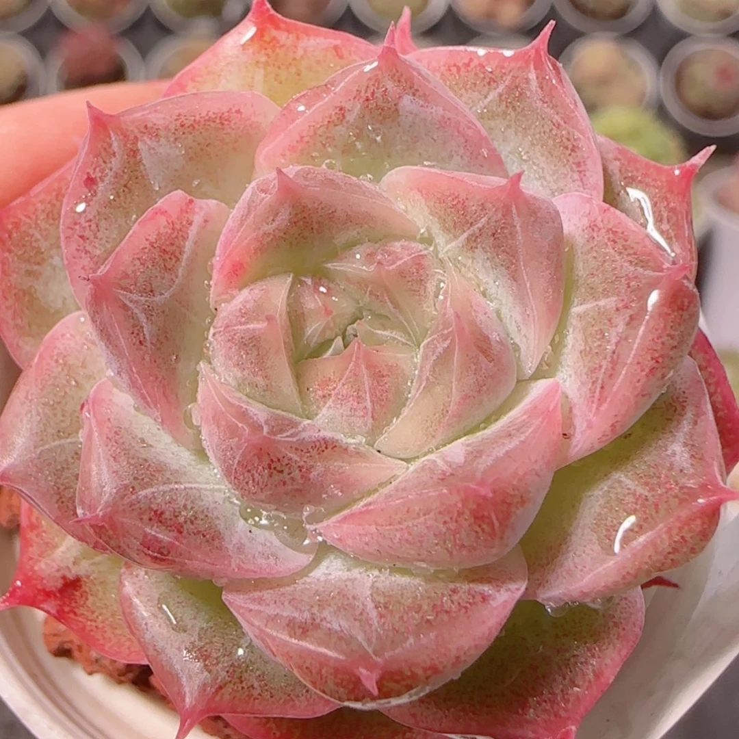花语多肉1204-121