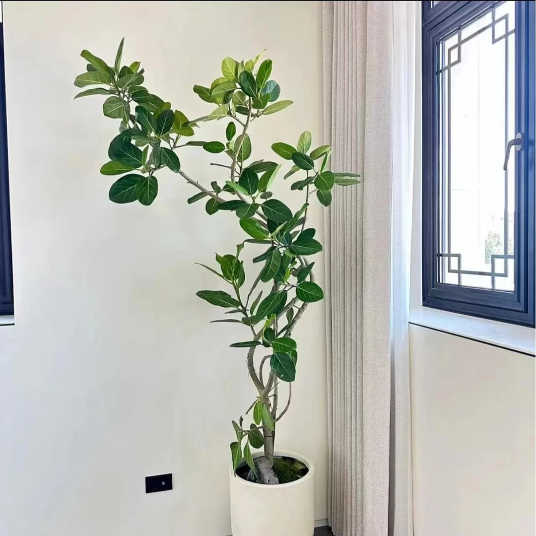 孟加拉榕高山榕富贵榕室内办公好养懒人绿植新手小客厅