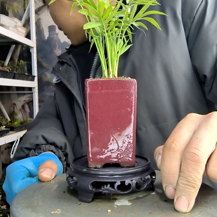 清***b小盆景小植物一物一拍87