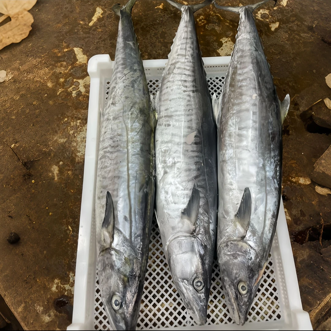 4斤正宗康氏马鲛鱼海鲜博贺港鲜活速冻深海海钓肉质鲜嫩顺丰包邮