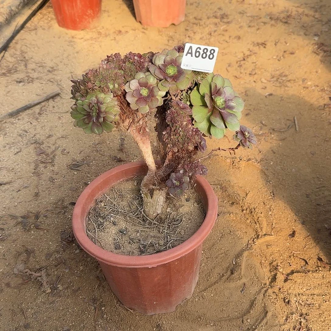 鱼****688万缀一颗微瑕呀