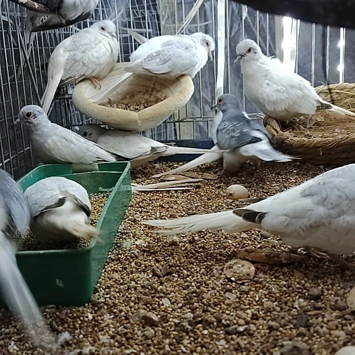 蓝白种鸟一对笼子