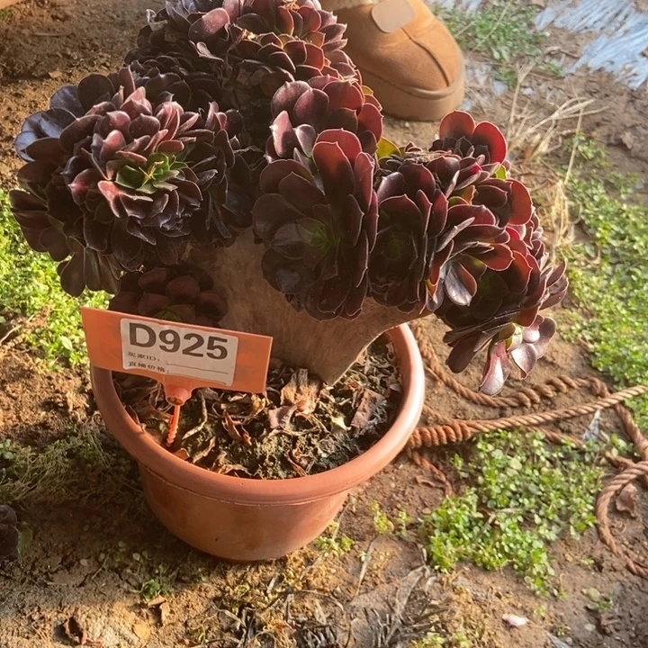 D925欧紫欧紫欧紫欧紫