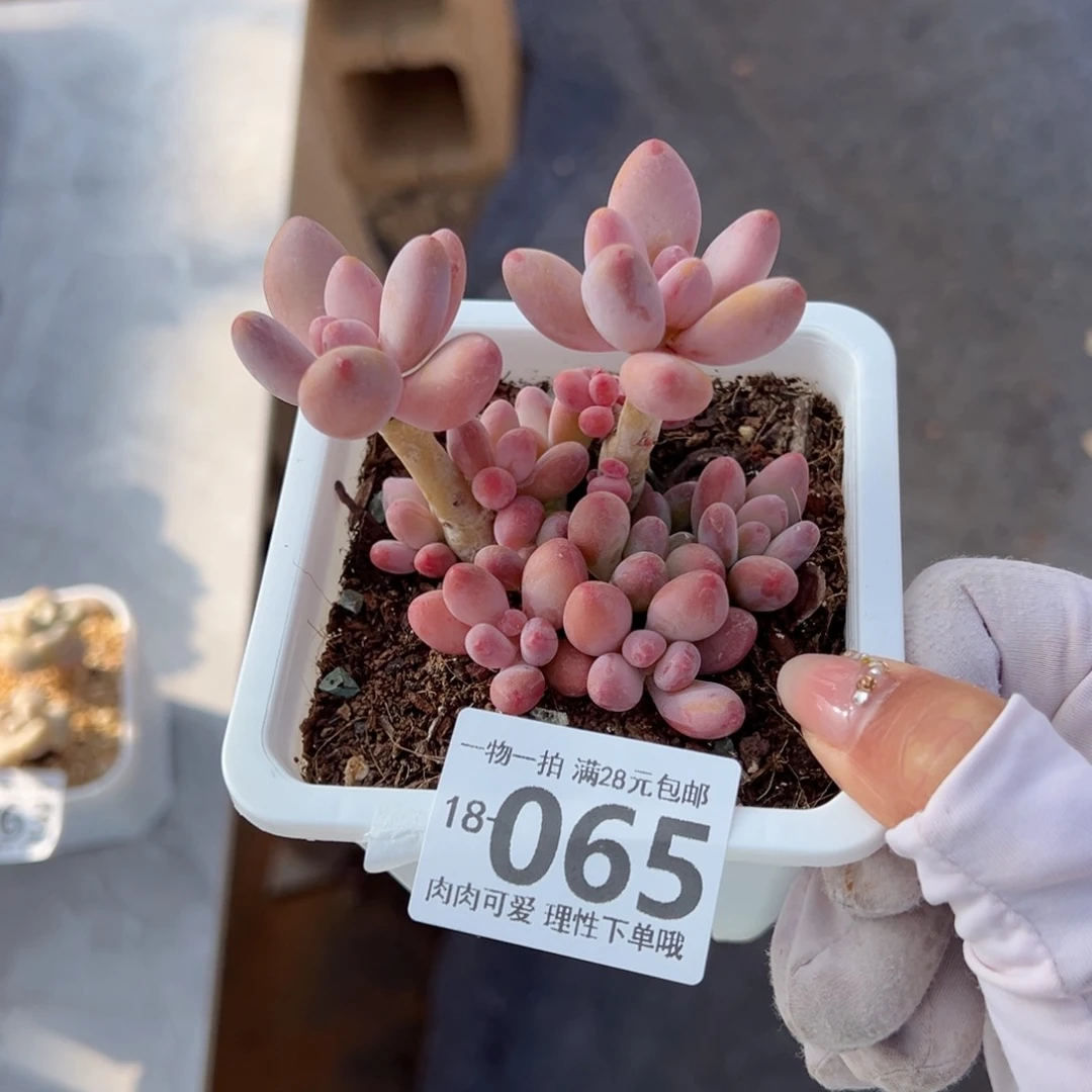 樱花奶多肉多多肉多肉多肉多肉多肉