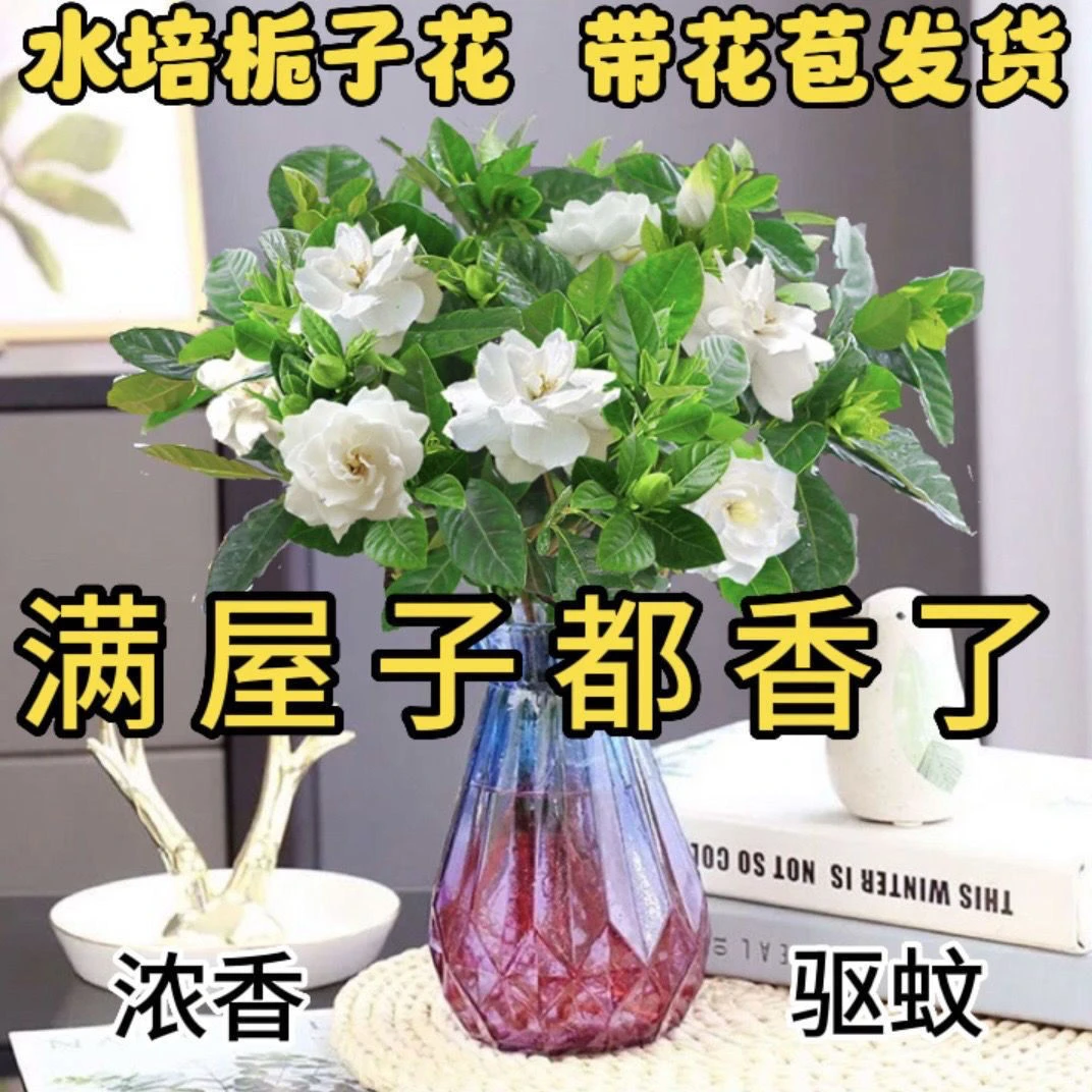 浓香栀子花水培土培净化空气植物花卉客厅植物好养带土