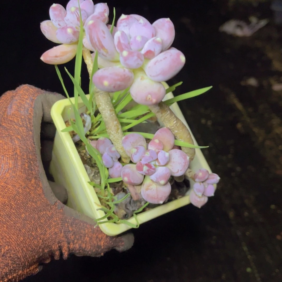 一颗花的传奇一生