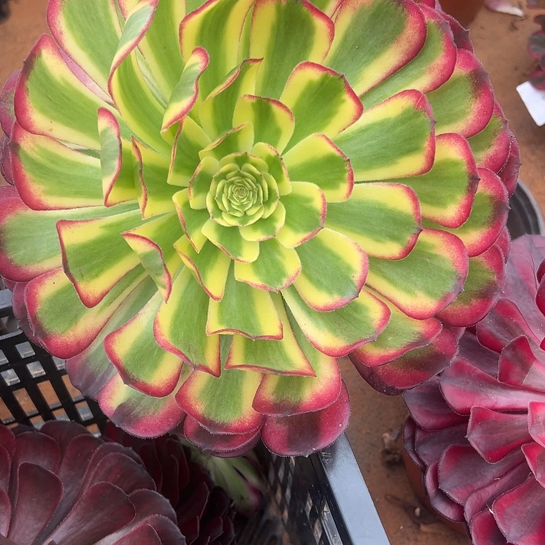 微***漫精品多肉植物489法师