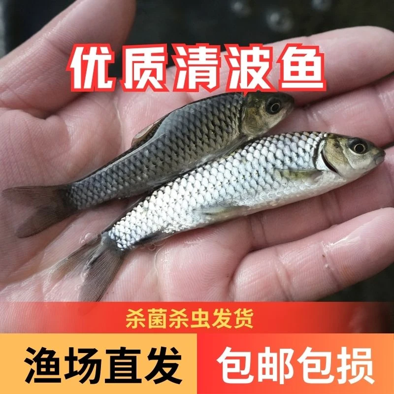 【活体】清波鱼青板倒刺鲃乌鳞鱼渔场直发